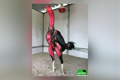 (ویدئو) مستند حیات وحش حیوانات/ راز بقا؛ این داستان: نبرد شگفت انگیز و باورنکردنی خروس لاری با گراز