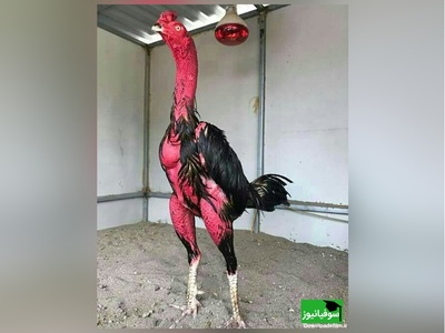 (ویدئو) مستند حیات وحش حیوانات/ راز بقا؛ این داستان: نبرد شگفت انگیز و باورنکردنی خروس لاری با گراز