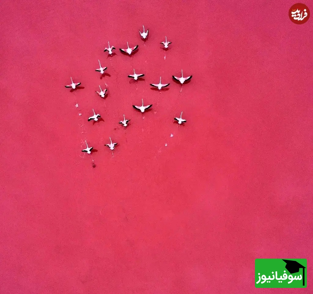 لامینگوها را هنگام پرواز