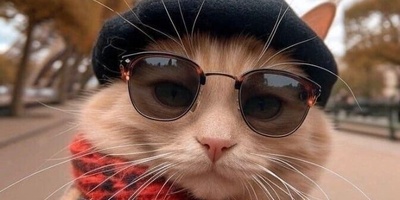 ویدیوی حیات وحش روز | این حجم از انعطاف بدنی گربه شیرازی باید ثبت جهانی بشه!