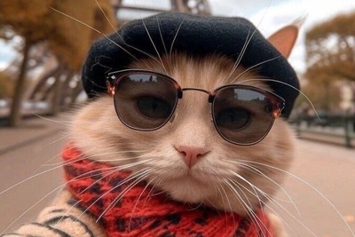 ویدیوی حیات وحش روز | این حجم از انعطاف بدنی گربه شیرازی باید ثبت جهانی بشه!