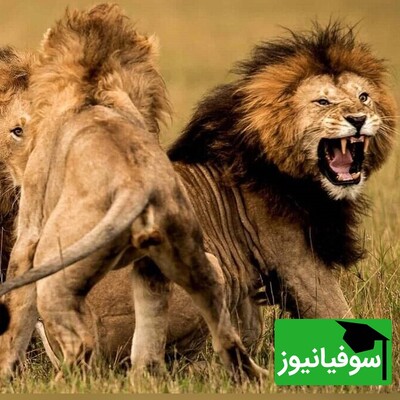 ویدئوی حیات وحش روز | چگونه شش شیر نر یک پارک ملی را به وحشت انداختند؟