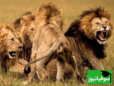 ویدئوی حیات وحش روز | چگونه شش شیر نر یک پارک ملی را به وحشت انداختند؟