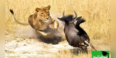 مستند حیات وحش حیوانات/ شکار برق‌آسای گراز وحشی توسط شیر ماده در حیات‌وحش+ ویدئو