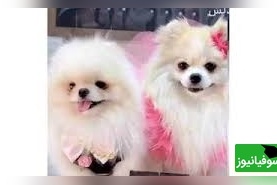 عکس | جشن عروسی میلیاردی برای 2 سگ در تهران ! / از حلقه طلا و سرویس های طلای لاکچری تا آرایش خفن !