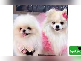 عکس | جشن عروسی میلیاردی برای 2 سگ در تهران ! / از حلقه طلا و سرویس های طلای لاکچری تا آرایش خفن !