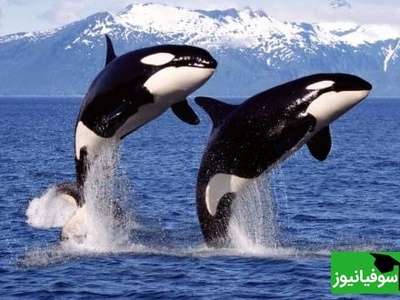 (ویدیو) وقتی نهنگ‌های قاتل روش‌های شکار لاک‌پشت‌ها را به نسل بعد منتقل می‌کنند!