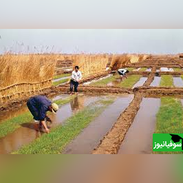 کشف جدید دانشمندان چینی در تبدیل خاک شور به خاک قابل کشت