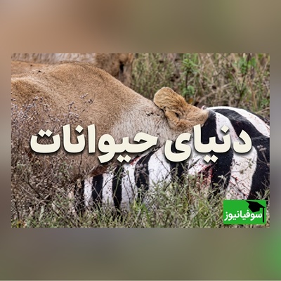 (ویدئو) مستند حیات وحش حیوانات/ راز بقا، این داستان: شیر ماده در جست‌وجوی اندام‌های داخلی گورخر