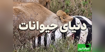 (ویدئو) مستند حیات وحش حیوانات/ راز بقا، این داستان: شیر ماده در جست‌وجوی اندام‌های داخلی گورخر