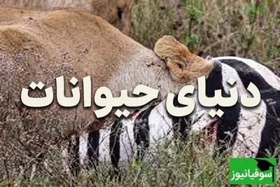 (ویدئو) مستند حیات وحش حیوانات/ راز بقا، این داستان: شیر ماده در جست‌وجوی اندام‌های داخلی گورخر