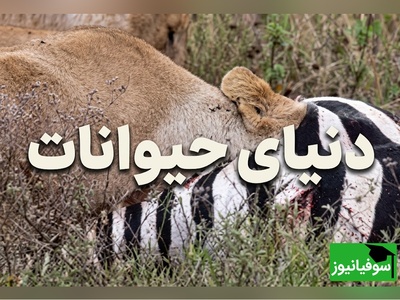 (ویدئو) مستند حیات وحش حیوانات/ راز بقا، این داستان: شیر ماده در جست‌وجوی اندام‌های داخلی گورخر