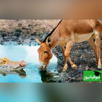 (ویدئو) مستند حیات وحش حیوانات روز/ راز بقا، این داستان: نبرد خونین تمساح وحشی و اُلاغ