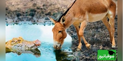 (ویدئو) مستند حیات وحش حیوانات روز/ راز بقا، این داستان: نبرد خونین تمساح وحشی و اُلاغ