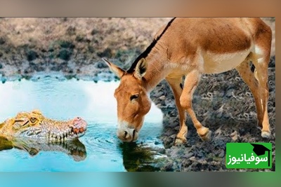 (ویدئو) مستند حیات وحش حیوانات روز/ راز بقا، این داستان: نبرد خونین تمساح وحشی و اُلاغ