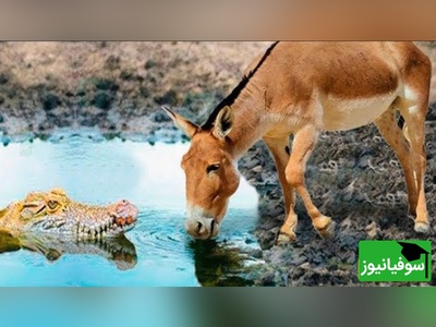 (ویدئو) مستند حیات وحش حیوانات روز/ راز بقا، این داستان: نبرد خونین تمساح وحشی و اُلاغ