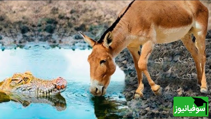 (ویدئو) مستند حیات وحش حیوانات روز/ راز بقا، این داستان: نبرد خونین تمساح وحشی و اُلاغ