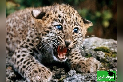 (ویدیو) لحظه‌ای بی‌نظیر در حیات‌وحش/ یک یوزپلنگ مادر پنج توله شد