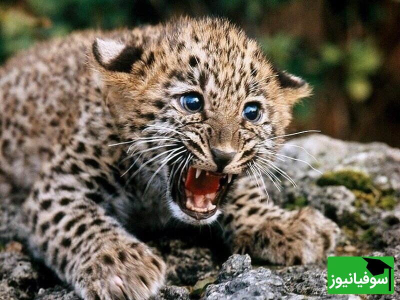 (ویدیو) لحظه‌ای بی‌نظیر در حیات‌وحش/ یک یوزپلنگ مادر پنج توله شد