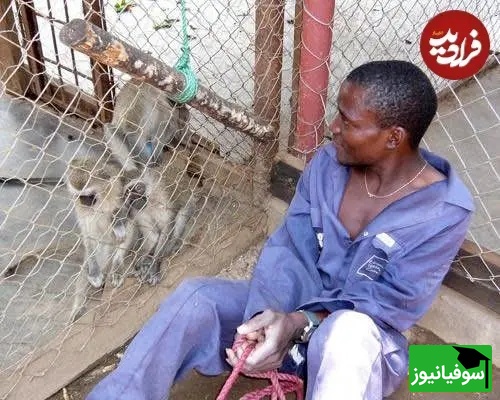 مرد کنار میمون
