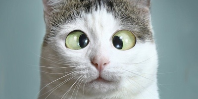 خطای دید/ حتی افراد با آیکیو بالا هم نمی‌توانند چوب بیسبال را پیدا کنند؛ تو اولین باش و نشون بده باهوشی