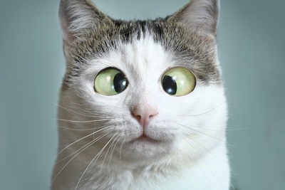 خطای دید/ حتی افراد با آیکیو بالا هم نمی‌توانند چوب بیسبال را پیدا کنند؛ تو اولین باش و نشون بده باهوشی