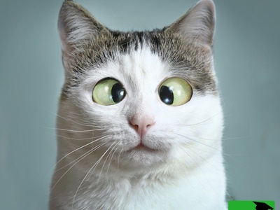 خطای دید/ حتی افراد با آیکیو بالا هم نمی‌توانند چوب بیسبال را پیدا کنند؛ تو اولین باش و نشون بده باهوشی