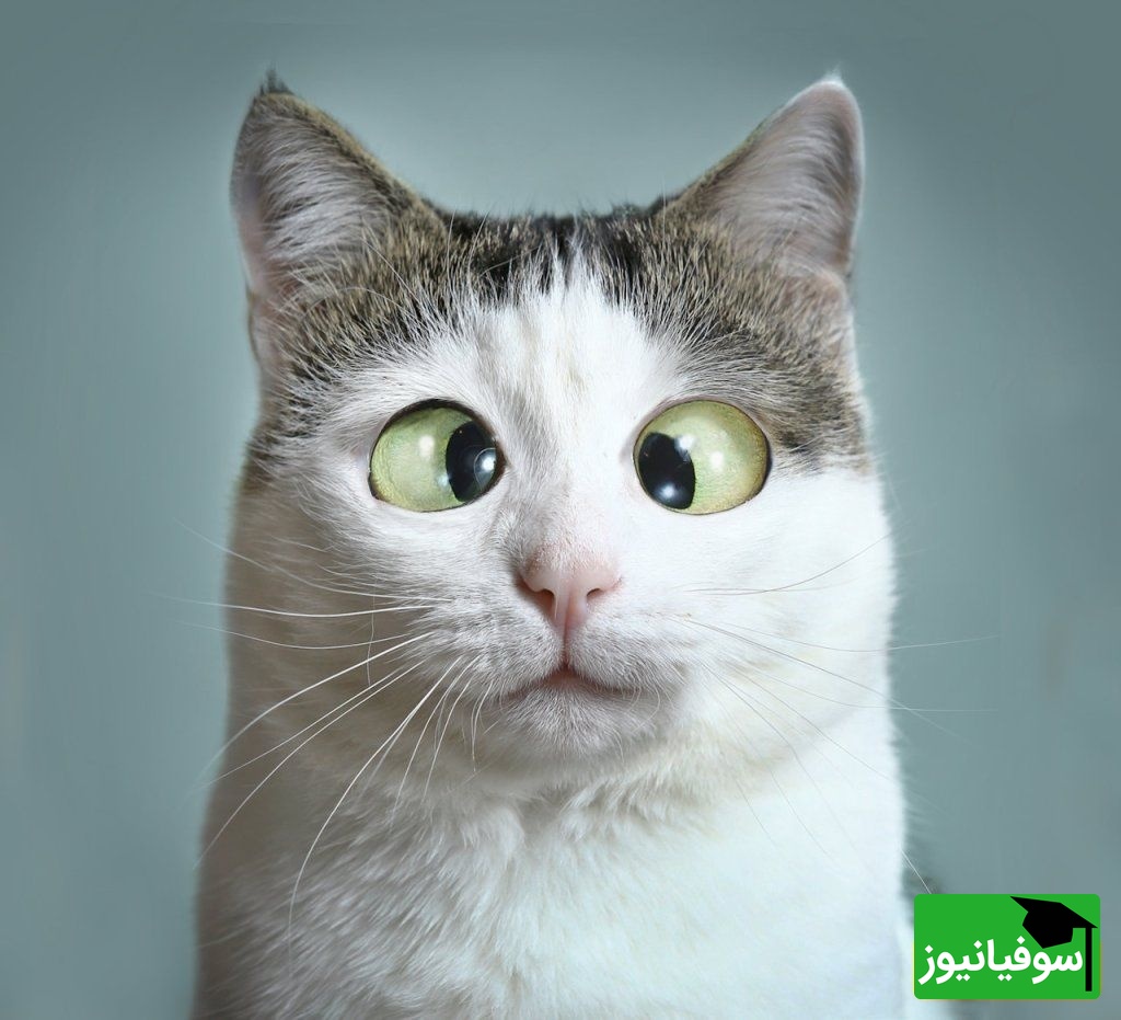 خطای دید/ حتی افراد با آیکیو بالا هم نمی‌توانند چوب بیسبال را پیدا کنند؛ تو اولین باش و نشون بده باهوشی