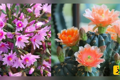 12 کاکتوس آپارتمانی فوق‌العاده زیبا که با کمترین رسیدگی گل می‌دهند!