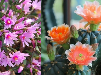 12 کاکتوس آپارتمانی فوق‌العاده زیبا که با کمترین رسیدگی گل می‌دهند!