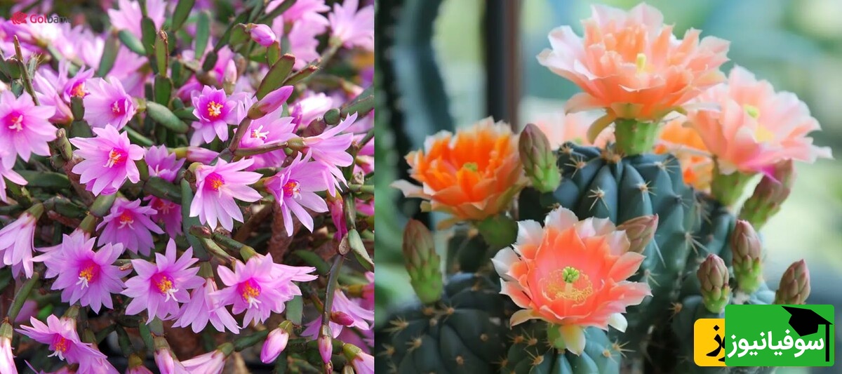 12 کاکتوس آپارتمانی فوق‌العاده زیبا که با کمترین رسیدگی گل می‌دهند!