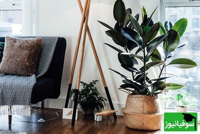 چگونه از گل  فیکوس مراقبت و نگهداری کنیم؟ به همراه نکات رشد/ اینجوری همیشه گلای سرزنده و شادابی داری+ عکس