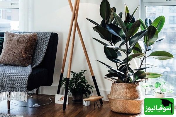 چگونه از گل  فیکوس مراقبت و نگهداری کنیم؟ به همراه نکات رشد/ اینجوری همیشه گلای سرزنده و شادابی داری+ عکس