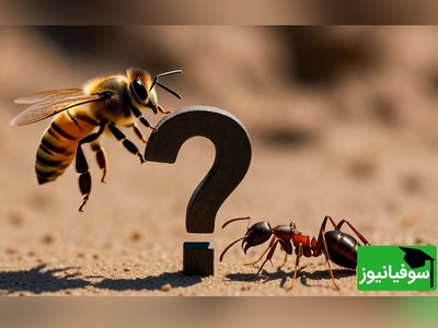 معما: زنبور + مورچه = ؟ اگه جواب دادی کامنت کن نابغه!