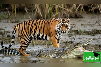 (ویدئو) نبرد نابرابر: ضعیف‌ترین ببر جهان در مقابل قوی‌ترین کروکودیل!