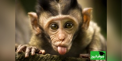 (ویدیو) تصاویر تکاندهنده از میمون آلوده به ویروس که فرار کرد!