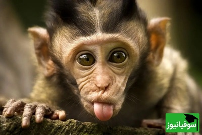 (ویدیو) تصاویر تکاندهنده از میمون آلوده به ویروس که فرار کرد!