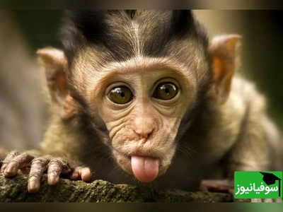 (ویدیو) تصاویر تکاندهنده از میمون آلوده به ویروس که فرار کرد!