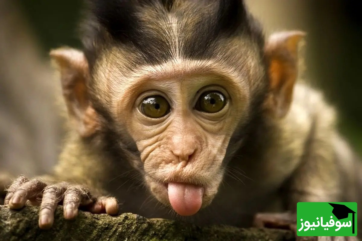 (ویدیو) تصاویر تکاندهنده از میمون آلوده به ویروس که فرار کرد!