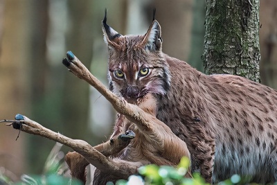 (ویدیو) مستند حیات وحش: تلاش جان‌سوز یک گوزن مادر برای نجات بچه‌اش از چنگال سیاه‌گوش وحشی