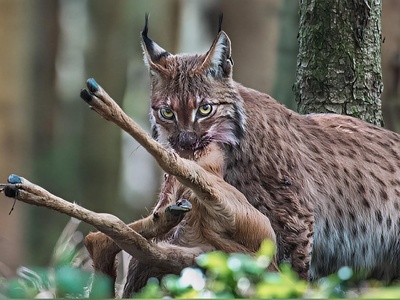 (ویدیو) مستند حیات وحش: تلاش جان‌سوز یک گوزن مادر برای نجات بچه‌اش از چنگال سیاه‌گوش وحشی