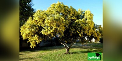 ویدیو/ خلاقیت نشاط‌آور مردم کنیا در نجات محیط‌زیست و احیای جنگل‌ها در کشورشان/ روش پرتاب میلیون‌ها توپ‌ سیاه حاوی بذر درخت آکاسیا را ببینید