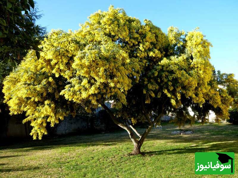 ویدیو/ خلاقیت نشاط‌آور مردم کنیا در نجات محیط‌زیست و احیای جنگل‌ها در کشورشان/ روش پرتاب میلیون‌ها توپ‌ سیاه حاوی بذر درخت آکاسیا را ببینید