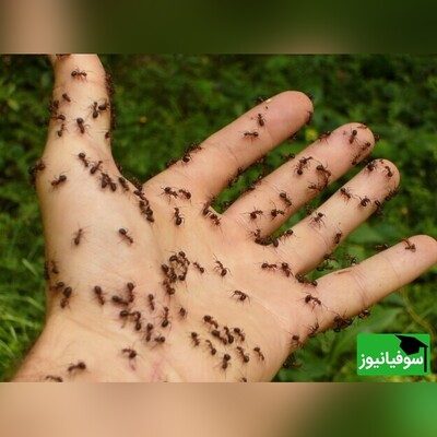 ویدئو/ خصوصیات جالب مورچه‌ها/ سعدی یه چیزی می‌دونسته که گفته: میازار موری که دانه‌کش است