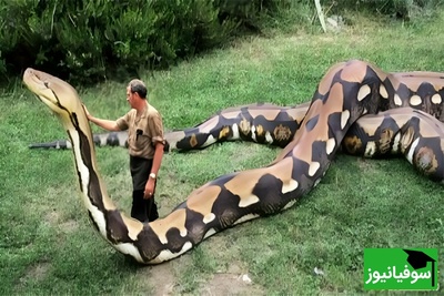 (ویدئو) راز بقا؛ رویارویی مرگبار با مارهای غول‌پیکر در طبیعت وحشی