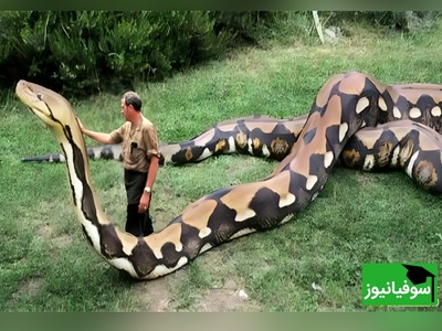 (ویدئو) راز بقا؛ رویارویی مرگبار با مارهای غول‌پیکر در طبیعت وحشی