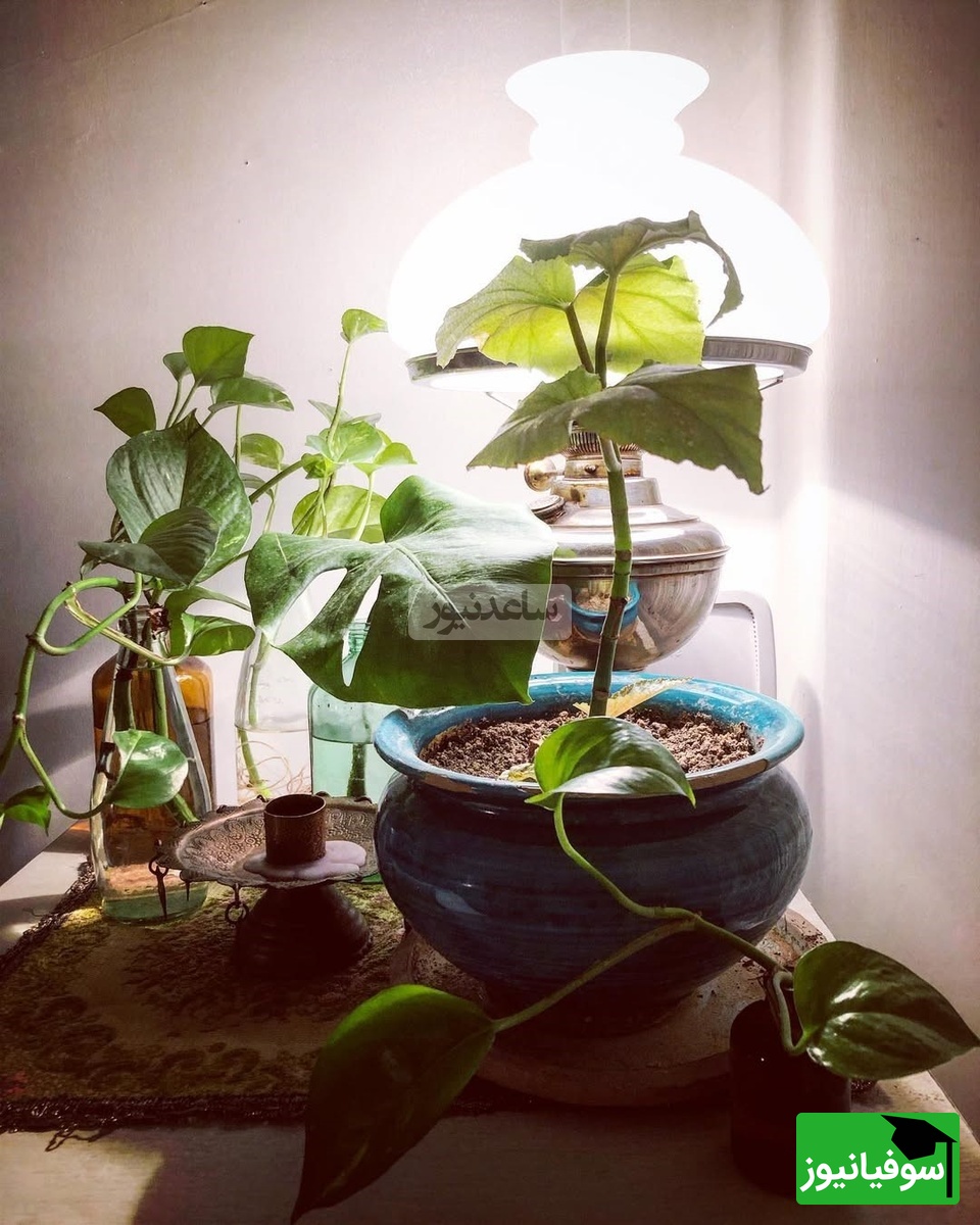 چیدمان منزل الهام کردا