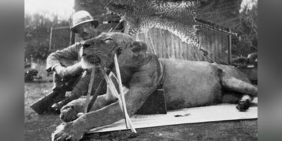 (تصاویر) کشف باورنکردنی در تاریخ طبیعت/ بقایای انسان در دهان دو شیر آدمخوار