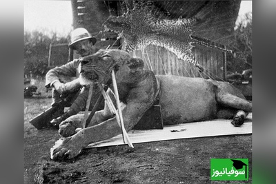 (تصاویر) کشف باورنکردنی در تاریخ طبیعت/ بقایای انسان در دهان دو شیر آدمخوار