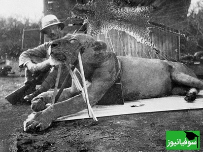 (تصاویر) کشف باورنکردنی در تاریخ طبیعت/ بقایای انسان در دهان دو شیر آدمخوار